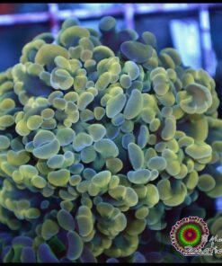 Hammer branch yellow 2 cabezas unidas
