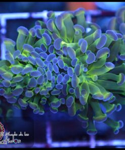 Hammer branch purple tips 2 cabezas unidas
