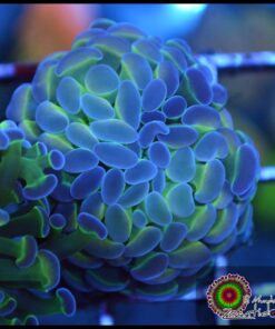 Hammer branch purple tips