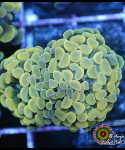 Hammer branch yellow 2 cabezas unidas