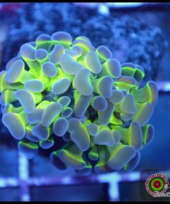 Hammer branch purple tips ultra