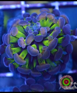 Hammer branch bicolor splatter