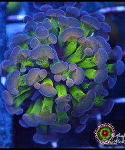 Hammer branch bicolor splatter