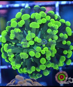 Hammer branch green splatter