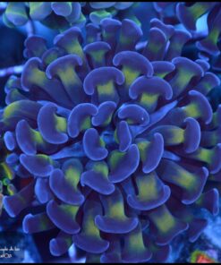 Hammer branch bicolor