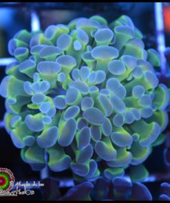 Hammer branch purple tips