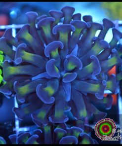 Hammer branch bicolor