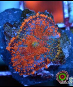 Rhodactis