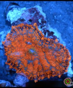 Rhodactis