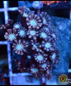 Alveopora peach