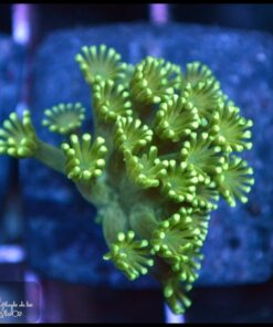 Green alveopora