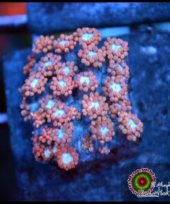 Superman goniopora