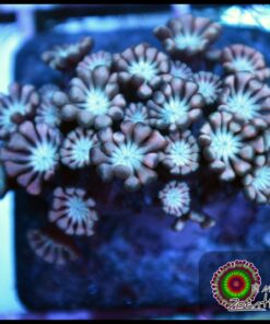 Peach alveopora