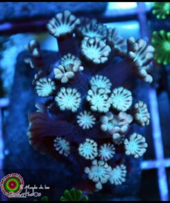Baby blue alveopora