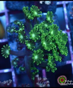Green alveopora