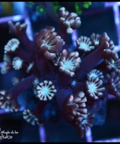 Pink pethal alveopora