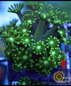 Green alveopora
