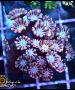 Pink alveopora