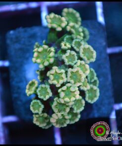 Lime alveopora