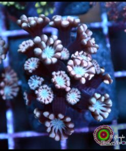 Pink petal alveopora