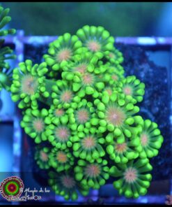 Alveopora ultra