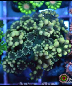 Alveopora lime