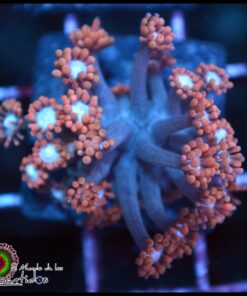 Superman goniopora