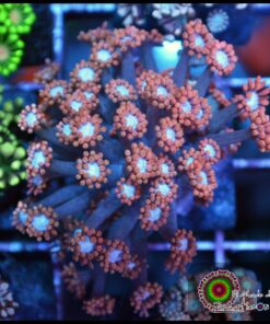 Superman goniopora