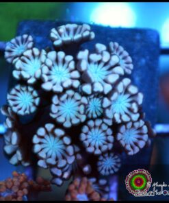 Baby blue alveopora