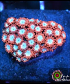 Superman goniopora