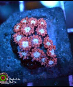 Superman goniopora