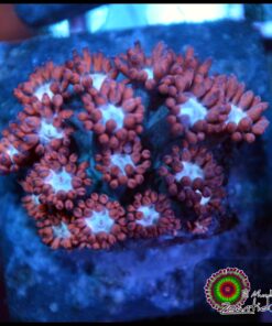Superman goniopora