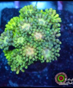 Goniopora ultra