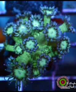 Purple tip goniopora
