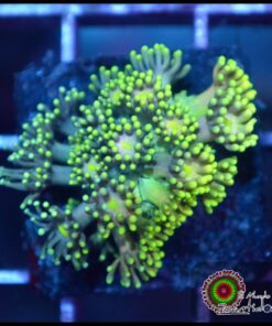 Goniopora ultra