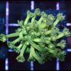 Lime goniopora