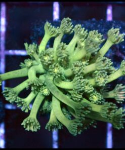 Lime goniopora