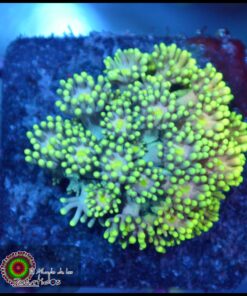 Goniopora ultra