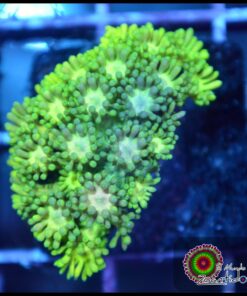 Goniopora ultra