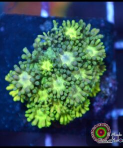 Goniopora ultra