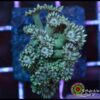 Goniopora green