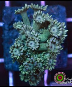 Goniopora green
