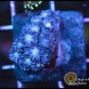 Purple goniopora