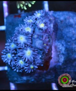 Purple goniopora