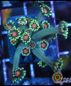 Orange eye goniopora
