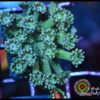 Green goniopora