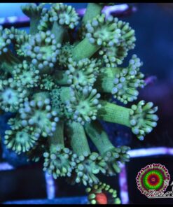 Green goniopora