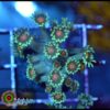 Orange eye goniopora