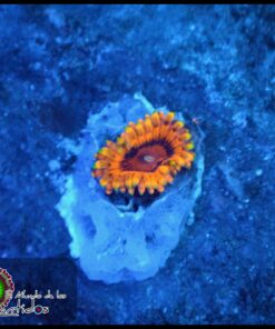 Burning ember zoa