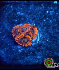 Orange palys